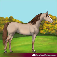 Horse Color:Red Dun Splash