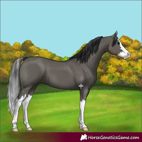 Horse Color:Grullo Splash 