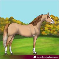 Horse Color:Red Dun Splash 