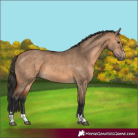 Horse Color:Bay Dun