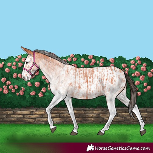Horse Color:White Spotted Bay Splash  and White Spotted Bay Splash Blanket 