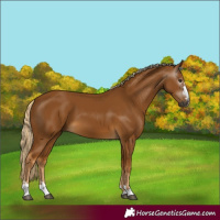 Horse Color:Gray Palomino 