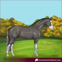 Horse Color:Grullo Splash 