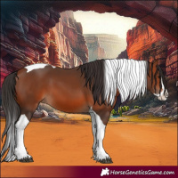 Horse Color:Bay Splash Tobiano