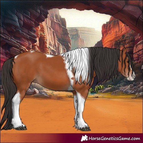 Horse Color:Bay Splash Tobiano 