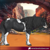 Horse Color:Black Splash Tobiano 