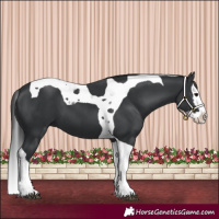 Horse Color:Black Splash Tobiano 