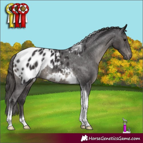 Horse Color:Smoky Black Tobiano Appaloosa Rabicano 
