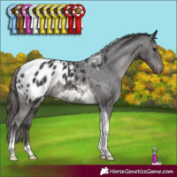 Horse Color:Smoky Black Tobiano Appaloosa Rabicano