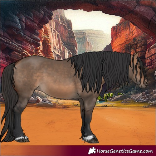 Horse Color:Bay Dun 