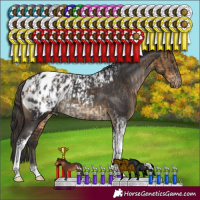 Horse Color:Buckskin Tobiano Blanket Rabicano and Smoky Black Tobiano Blanket Rabicano