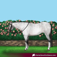 Horse Color:Gray White Spotted Bay Roan