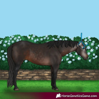 Horse Color:Gray White Spotted Bay 