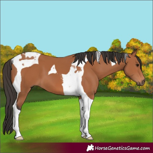 Horse Color:Bay Tobiano 