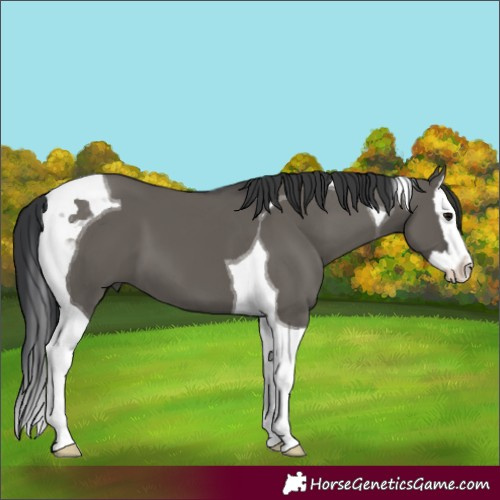 Horse Color:Grullo Splash Tobiano 