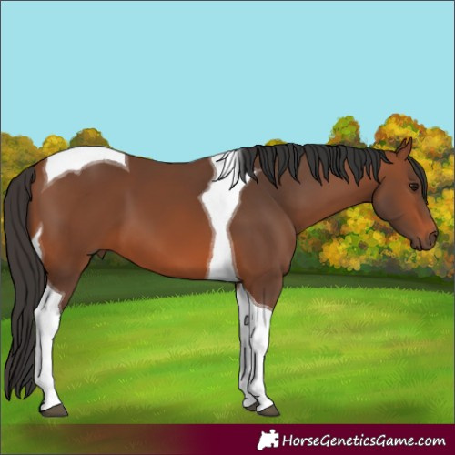 Horse Color:Bay Tobiano 