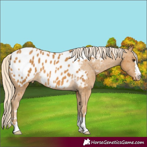 Horse Color:Palomino Blanket