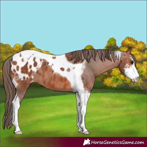 Horse Color:Bay Sabino Tobiano Blanket