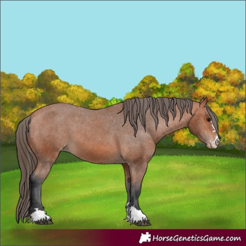 Horse Color:Bay Appaloosa 