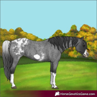 Horse Color:White Spotted Blue Roan Splash Frame Appaloosa 
