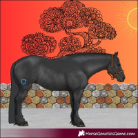 Horse Color:Black Rabicano 