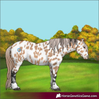 Horse Color:Bay Dun Appaloosa 