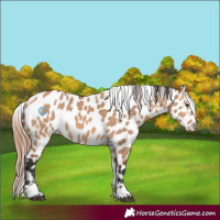 Horse Color:Bay Dun Appaloosa 