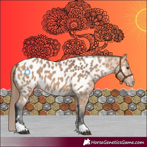 Horse Color:Bay Dun Appaloosa 