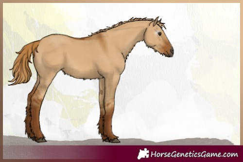 Horse Color:Gray Red Dun 