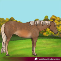 Horse Color:Chocolate Palomino 