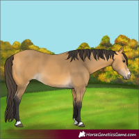 Horse Color:Buckskin 