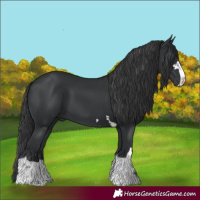 Horse Color:Black 
