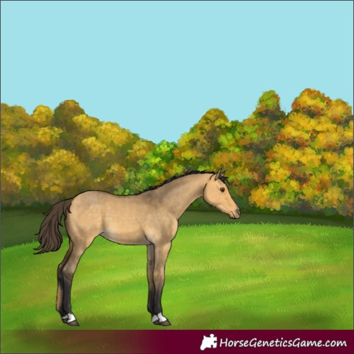 Horse Color:Unknown 