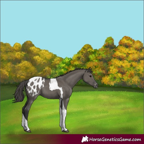 Horse Color:Unknown 