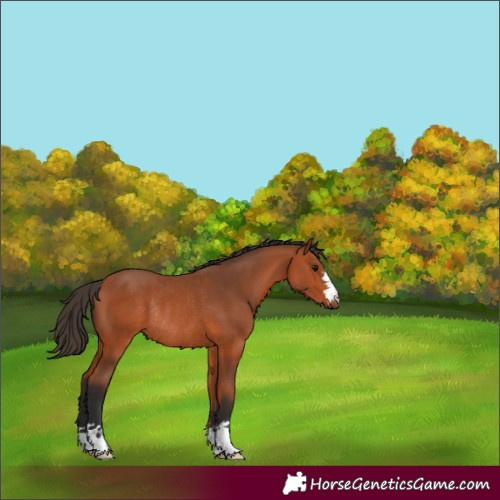Horse Color:Unknown 