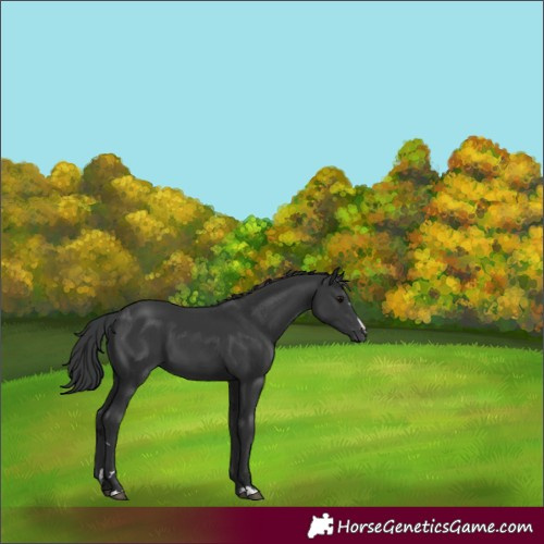 Horse Color:Unknown 
