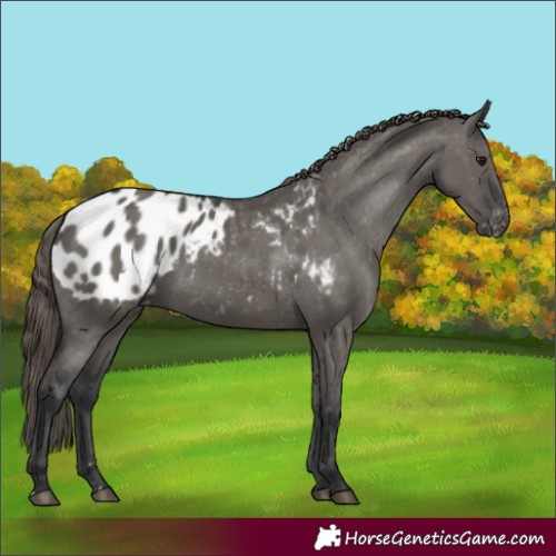 Horse Color:Grullo Appaloosa