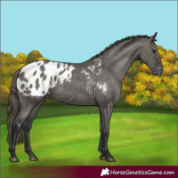 Horse Color:Grullo Appaloosa 