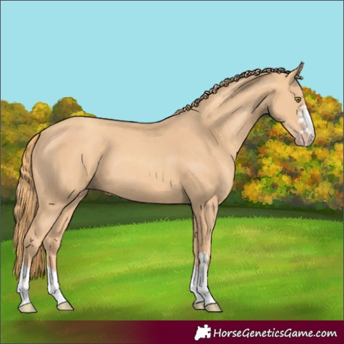 Horse Color:Gold Champagne