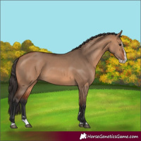 Horse Color:Bay Dun Splash 