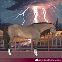 Horse Color:Brown Dun Sabino Appaloosa Rabicano
