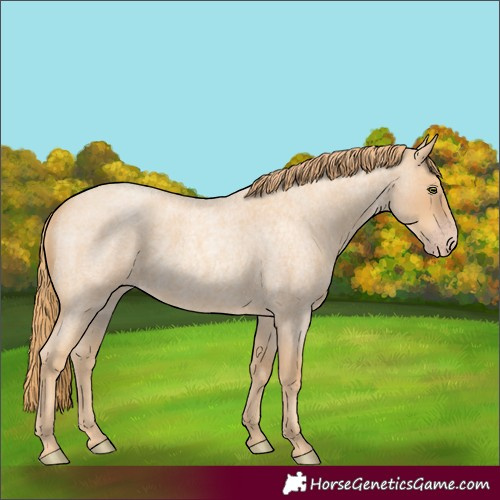 Horse Color:Gold Champagne Roan 