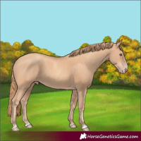 Horse Color:Gold Champagne 