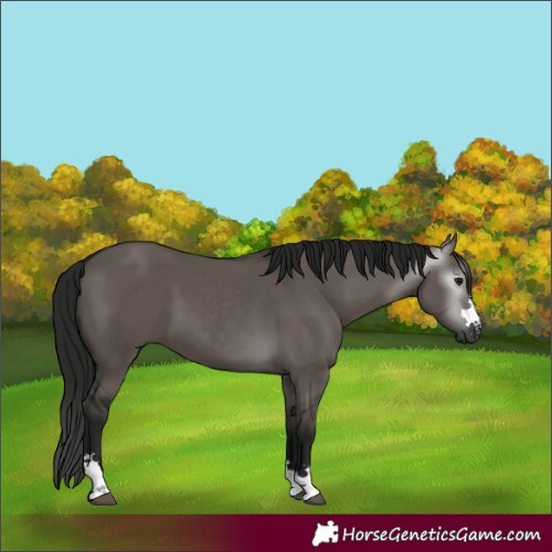Horse Color:Gray Grullo 