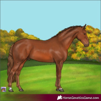 Horse Color:Chestnut 