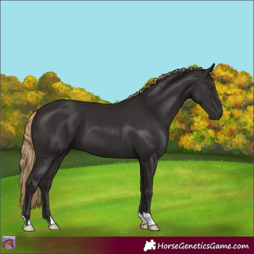 Horse Color:Liver Chestnut 