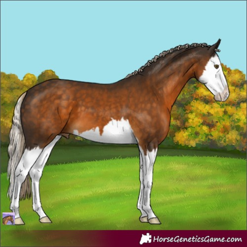 Horse Color:Chocolate Palomino Splash 