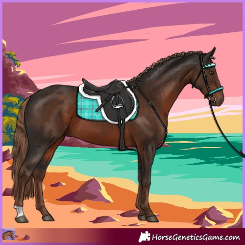 Horse Color:Liver Chestnut 