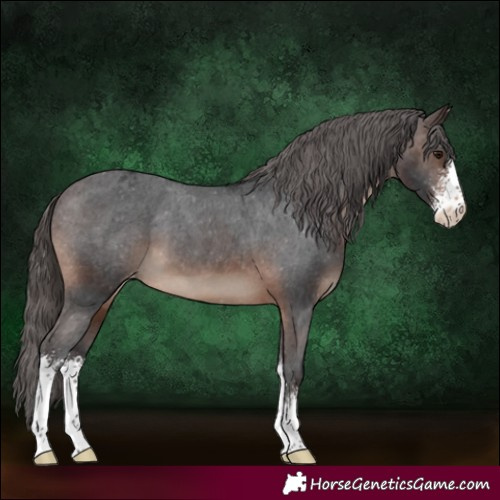 Horse Color:Brown Sabino Appaloosa 