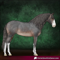 Horse Color:Brown Sabino Appaloosa 